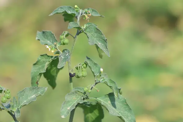 Solanum chenopodioides Ben dut ve yapraklar