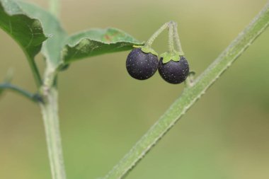 Solanum chenopodioides Ben dut ve yapraklar