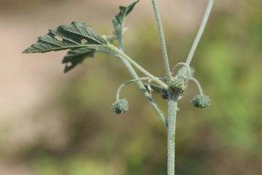 Dyer 's croton (Chrozophora), Euphorbiaceae familyasından bir bitki cinsi.