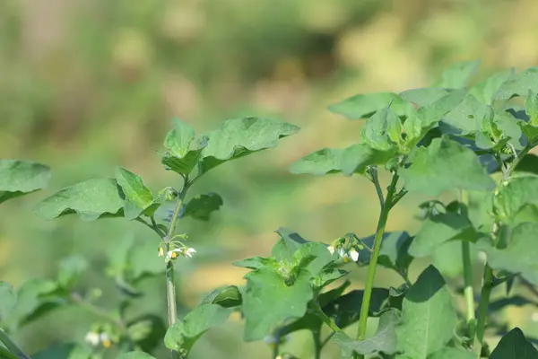 Solanum chenopodioides Ben dut ve yapraklar