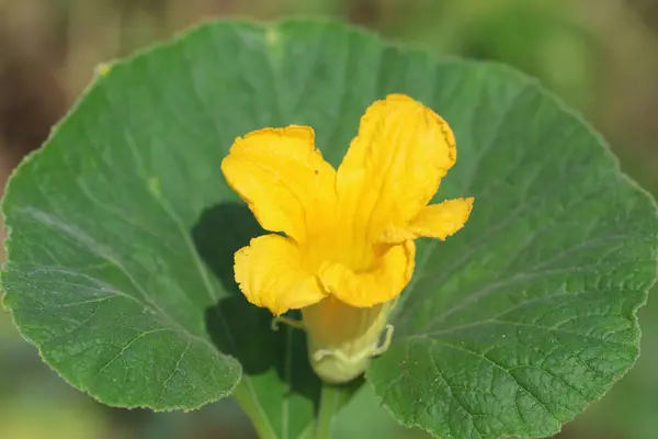 stock image close up of yellow flower of zucchini