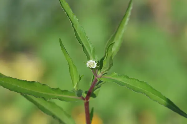 stock image Eclipta prostrata is a species of plant in the family Asteraceae