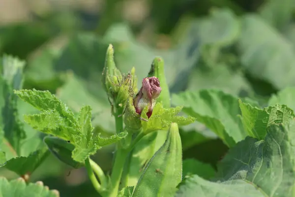 stock image okra leaves and flower in the field