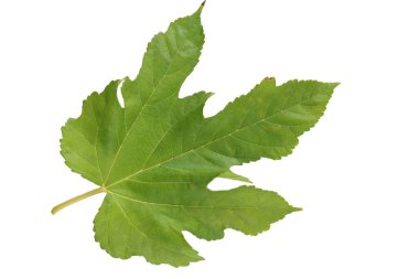 dut ağacı yaprağı beyaza izole edilmiş