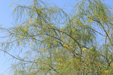 Parkinsonia aculeata, Fabaceae familyasından bir ağaç türü.