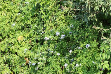 Pplmbago Auriculata çiçekleri. Ben bitkiyim.