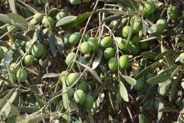 Yazın olgunlaşmış yeşil zeytin meyveleri.