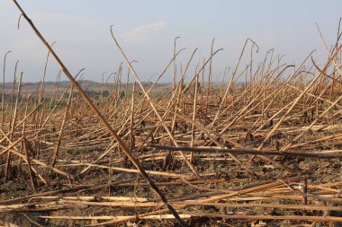 postharvest sunflower residues in the field clipart