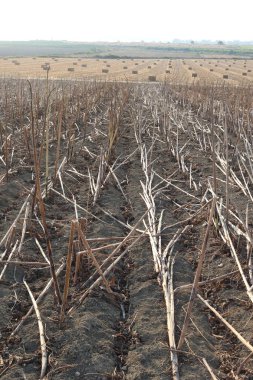 Ayçiçeği kalıntıları tarlada bulundu.