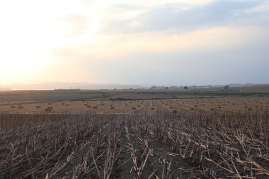  Mısır sapı balyaları tarlada