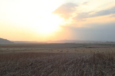 Gün batımı en geç ay çiçeği tarlasında
