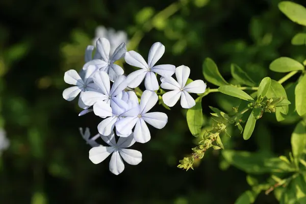 stock image flowers of plmbago auriculata lam plant