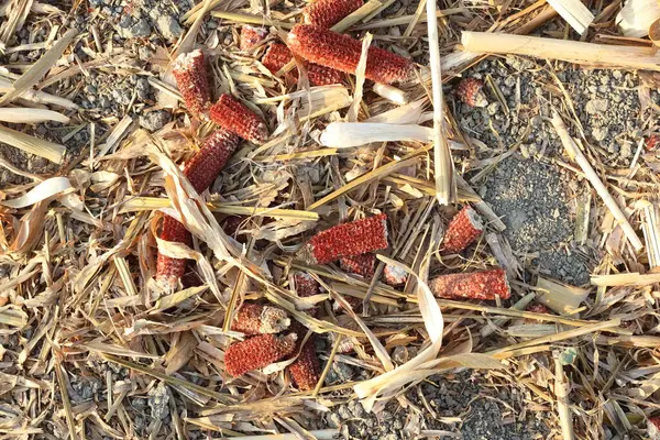 stock image postharvest corn residues in the field