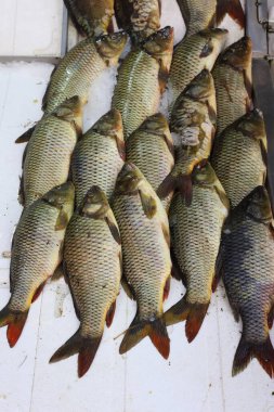 Piyasada taze balık