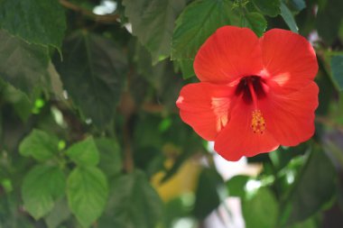 Hibiscus çiçek yakın çekim 