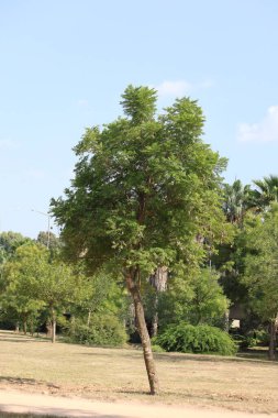 jacaranda tree in a park clipart