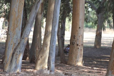 Parktaki okaliptüs ağaçları