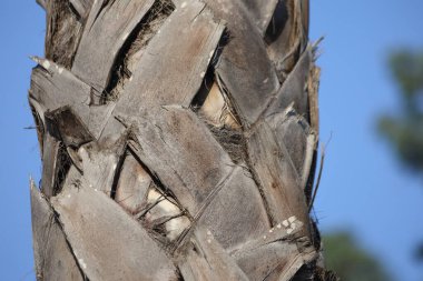 Palmiye ağaç gövdesi yakın çekim