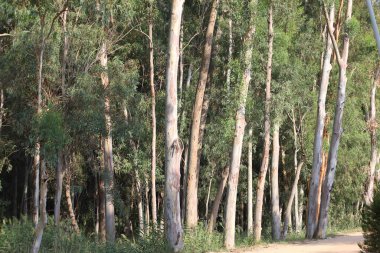 Parktaki okaliptüs ağaçları