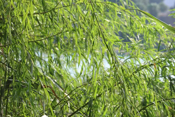 stock image branches and leaves of willow tree