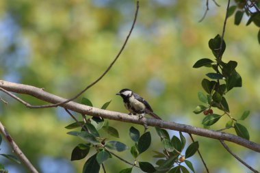 Great Tit (Parus major) bird perching on tree branch