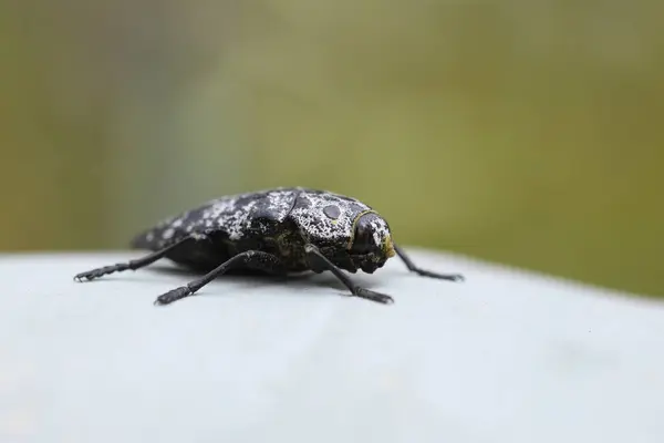 stock image close up Capnodis cariosa bug