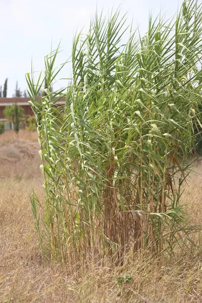 stock image Reeds in the field in summer