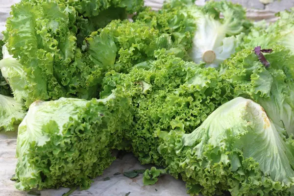 stock image curly lettuce in the market