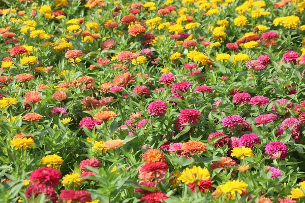 Parktaki kırmızı ve sarı Zinnia Peruviana (Peru Zinnia) çiçekleri