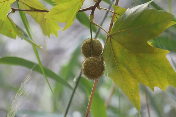 stock image seed pods of plane tree 