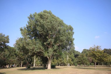Parkta tek bir okaliptüs ağacı.