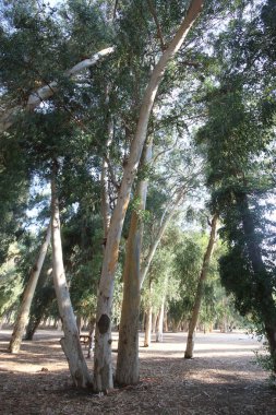 Parkta tek bir okaliptüs ağacı.