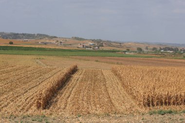 Bir tarlası olan manzara. Mısır hasadı. 