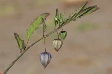 wild ground cherry (Physalis) in summer clipart