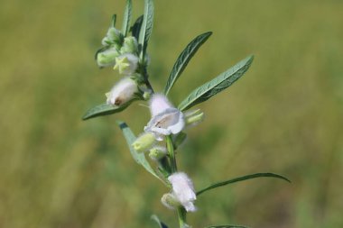 Susam bitkisinin çiçekleri ve yaprakları