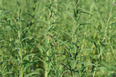 Tarlada koyun ve keçi sürüsü