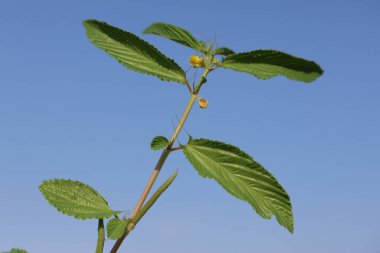 Corchorus Olitorius yaprakları ve çiçekleri