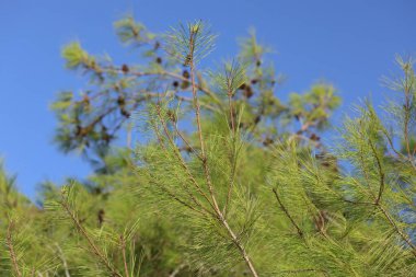 Mavi gökyüzüne karşı kozalaklı çam dalları