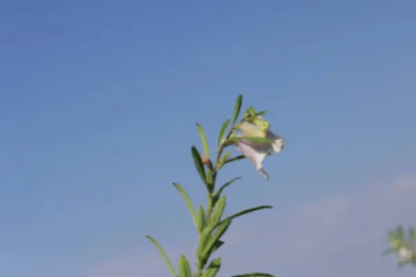 Stock image flowers and leaves of Sesame plant 