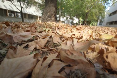 Parkta sonbahar yaprakları. Düşen yapraklar alçak açıdan. 