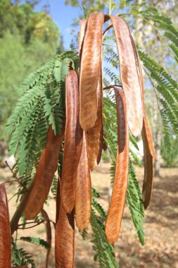 close up seed pods and leaves of Leucaena leucocephala  clipart