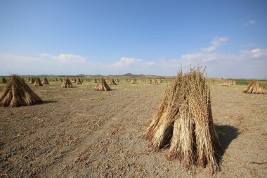 Tarlada susam bitkileri yığını