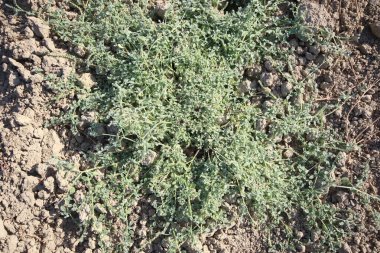 invasive Prostrate heliotrope (Heliotropium sp.) weed in the field clipart