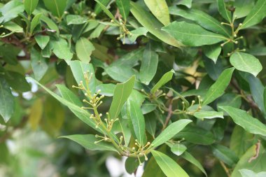 Böğürtlen ve zeytin yaprağı.