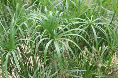 close up of leaves of cyperus alternifolius clipart