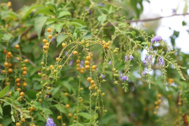 Duranta ereksiyonunun meyveleri, çiçek açan bir çalı türüdür.