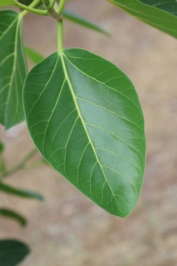 İncir yaprağının kapağını kapat.