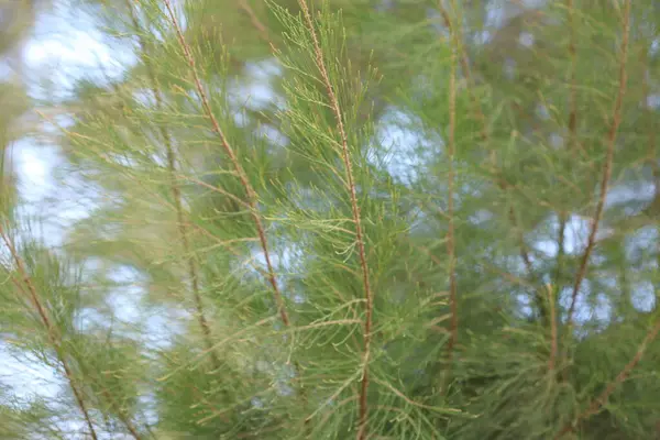 stock image leaves of Australian Pine (Casuarina equisetifolia) tree