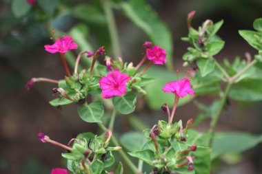 Mirabilis Jalapa 'nın çiçeklerini kapatın.