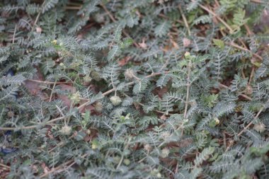 Tribulus terrestris, Zygophyllaceae familyasından bir bitki türü.